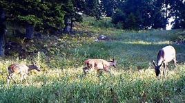 Yaban hayvanları fotokapanda