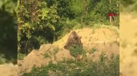 Sinop'ta ormanlık alandaki ayı yiyecek ararken görüntülendi