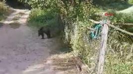 Köye inen yavru ayıyı kovalamak için dakikalarca uğraştılar