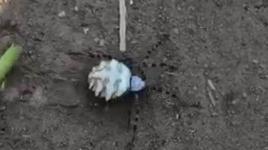 O zehirli örümcek türü bu kez de Eskişehir’de görüldü 