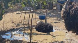 Eskişehir’de hobi bahçesindeki 2 deve kuşu firar etti