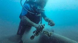 Misinaya takılan lagosa, hayat veren dokunuş