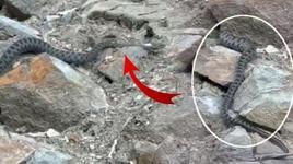 Kış uykusuna yatmak için yuva arayan yılan görüntülendi