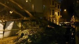 Üsküdar'da evin bahçe duvarına ağaç devrildi