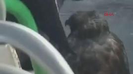 Özel halk otobüsü şoförü, yanındaki yırtıcı kuşla sefer yaptı