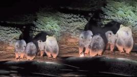 Uludağ'da 'uyuyamayan' meşhur ayı ailesi kameraya yakalandı