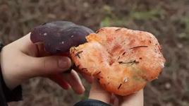 Sarıyer'de 'mantar' alarmı! Belediye uyarı yaptı