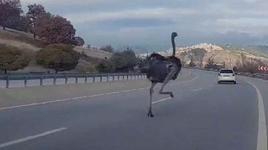 Kara yolunda deve kuşu paniği