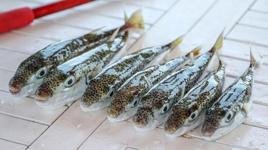 Prof. Dr. Aydın: Çay kaşığının ucundaki küçük bir miktar bile 70 kiloluk birini öldürebilir