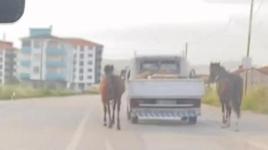 Tepki çeken görüntü! Aracın arkasında bağladığı atları koşturdu