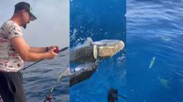 Denize bırakılan yaralı balon balığına, diğer balon balıkları saldırdı 