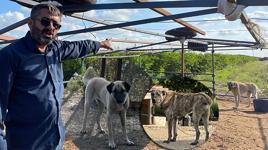 5 kangal köpeğini uyutup, alıp götürdüler: Şuan piyasa değeri 1 milyon lira 