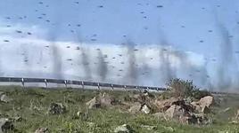 Yer: Ardahan! Yeşil sinekler hortum görüntüsü oluşturdu