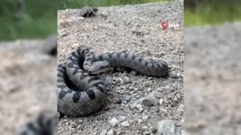 Isırdığında öldüren yılan türü Bolu’da görüntülendi