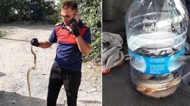 Zonguldak'ta iş yerinde yılan paniği!