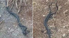 Hatay'da kara yılanlar bahçeye girdi, o anlar görüntülendi