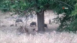 Malatya’da domuz sürüleri görüntülendi