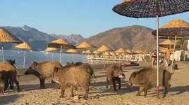 Marmaris'te domuzlar sahile indi