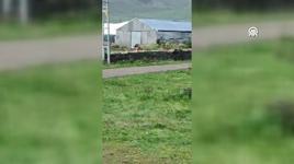 Kent merkezine inen boz ayıyı uzaklaştırmak için ekipler seferber oldu