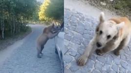 Araç sürücüsü, ayı saldırısından kıl payı kurtuldu 