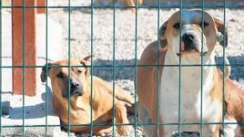 Sokak köpeklerine yönelik düzenlemede 'ötanazi' terimi yasa teklifinden çıkarıldı