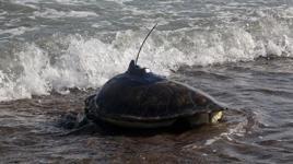 Uydu cihazı takılan deniz kaplumbağaları 50 günde Gazze Şeridi'ne yaklaştı
