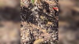 Siirt’te dağ keçileri görüntülendi