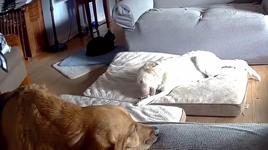Bataryayı çiğneyen köpek evde yangın çıkardı