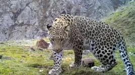 Anadolu parsını avlamanın cezası 30 milyon lira 