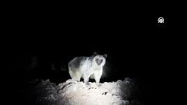 Düzgün Baba Dağı'nın eteklerinde bozayılar görüntülendi