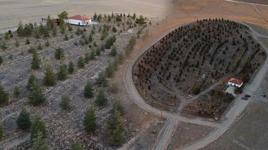 Nişan ve düğünlerde 'makas kesme' parası ile ağaç aldı! Bozkırı, ormana çevirdi