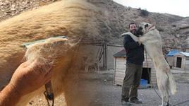 Mevsim kayması Kangal köpeklerinin fiziksel yapısını değişti