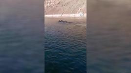 Karakurt HES Barajı'nda domuz sürüsü görüntülendi