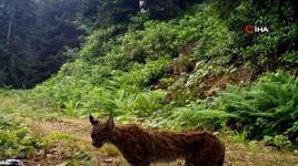 Ayı ve vaşak fotokapana takıldı