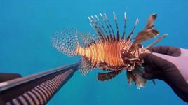 Ölü sandığı zehirli aslan balığı hastanelik etti 