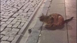 Kedi oyun, fare can derdinde