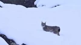Kırmızı listedeki vaşaklar Tunceli'de görüntülendi 
