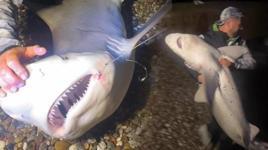 Yer: Antalya! Recep İvedik sahnesi gerçek oldu: Köpek balığını kucakladı