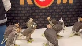 10 gökdoğanı yurt dışına çıkarmak isterken yakalandılar