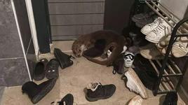 Apartmanda su samurunu görenler şoke oldu