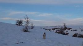 Nesli tükenme tehlikesi altında olan 'ormanın hayaleti' Bayburt'ta görüntülendi 