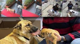 İstanbul'da sahipsiz köpek ölmek üzere olan yavrusunu veterinere getirdi!