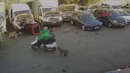 Köpekten kaçan motosikletli kamyonete çarptı