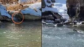 Yer: Yüksekova! Yıllar sonra aynı bölgede tekrar görüldü