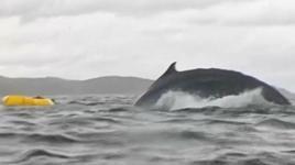 Önce yuttu sonra geri tükürdü! Dehşet anları kameraya yansıdı