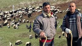 Kentte çoban krizi! '70 bin TL maaşa rağmen bulamıyoruz'