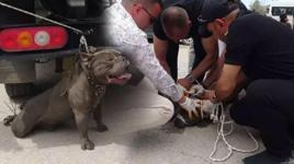 Pitbull kalabalığın arasına daldı! Bir kişi yaralandı, 4 kişi zor zapt etti