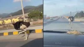 Deve kuşunu trafikte gören vatandaşın şaşkınlık yaşadığı anlar gülümsetti