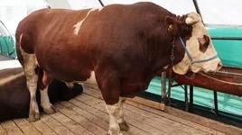 Kurban pazarının gözdesi 'şampiyon' oldu! Tam 1 ton 150 kilo ağırlığında