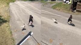 Küçük çocuğun horozla imtihanı